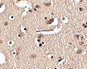 IHC - Slitrk2 Antibody ASC10639