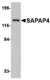 WB - SAPAP4 Antibody ASC10706