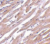 IHC - POFUT1 Antibody ASC10751