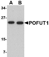 WB - POFUT1 Antibody ASC10751