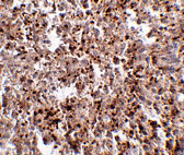 IHC - MettL7B Antibody ASC10796