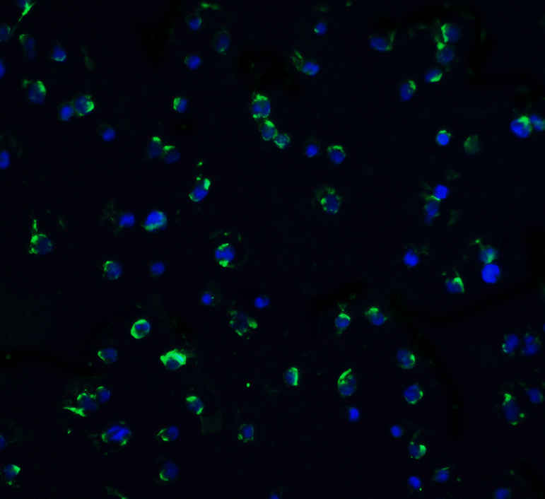 IF - MettL7B Antibody ASC10801