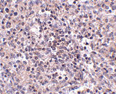 IHC - ZIP10 Antibody ASC10835