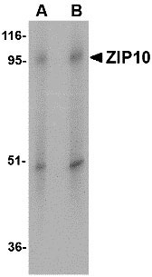 WB - ZIP10 Antibody ASC10835