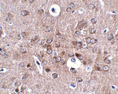 IHC - PCDH18 Antibody ASC10870