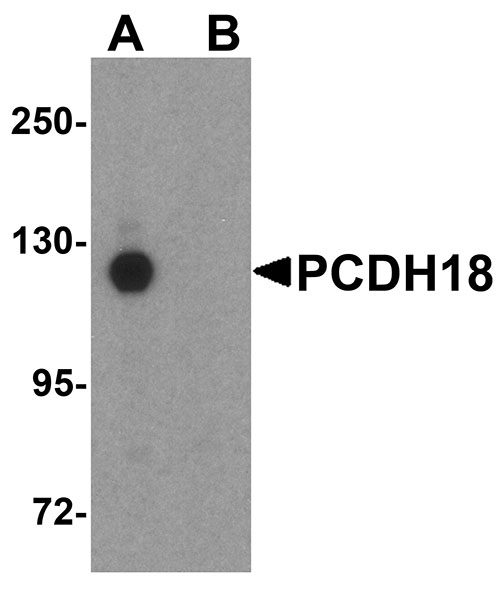 WB - PCDH18 Antibody ASC10870