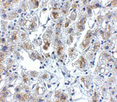 IHC - Siglec11 Antibody ASC10898