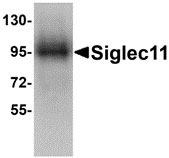 WB - Siglec11 Antibody ASC10898