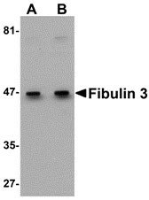 WB - Fibulin 3 Antibody ASC10920