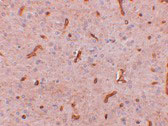 IHC - TWA1 Antibody ASC10960