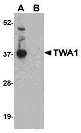 WB - TWA1 Antibody ASC10960