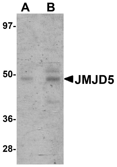 WB - JMJD5 Antibody ASC10972
