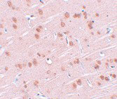 IHC - SYNGR1 Antibody ASC11046