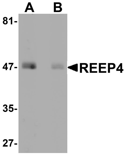 WB - REEP4 Antibody ASC11052