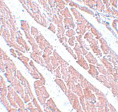 IHC - TMEM184C Antibody ASC11104
