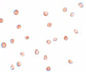 ICC - FAM82A1 Antibody ASC11109