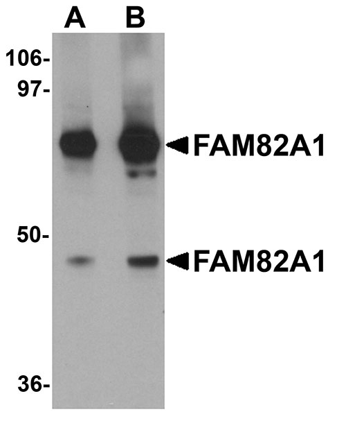WB - FAM82A1 Antibody ASC11109