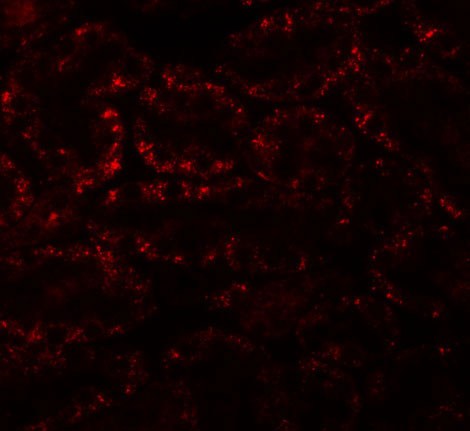 IF - APC5 Antibody ASC11117