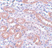 IHC - APC5 Antibody ASC11117