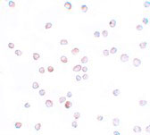 ICC - SCUBE2 Antibody ASC11166