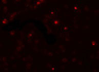 IF - SCUBE2 Antibody ASC11166