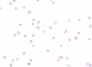 ICC - TRIP6 Antibody ASC11215