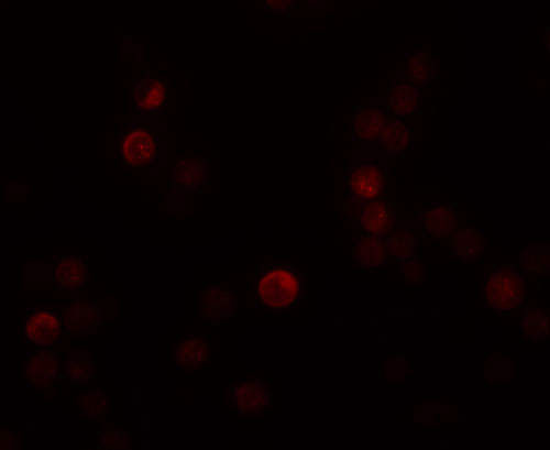 IF - PLAC4 Antibody ASC11222