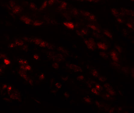 IF - EFCAB4B Antibody ASC11232