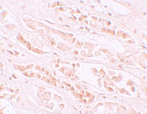 IHC - EFCAB4B Antibody ASC11232