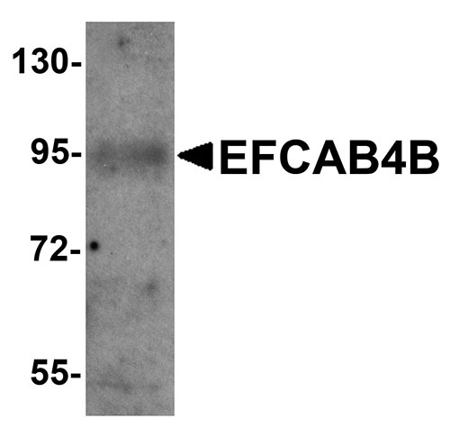 WB - EFCAB4B Antibody ASC11232