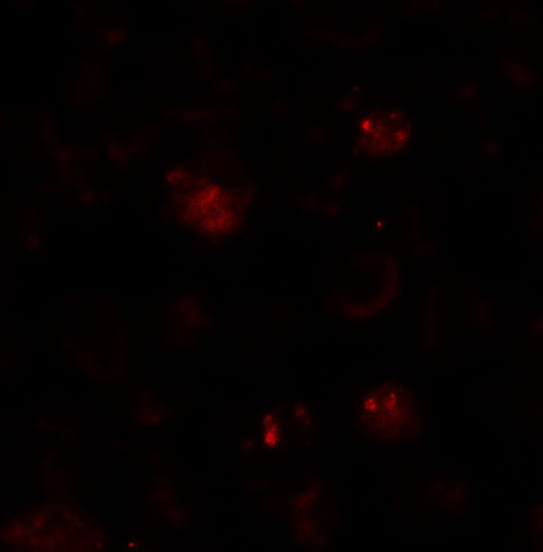 IF - ZBTB6 Antibody ASC11263