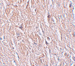 IHC - LRRTM4 Antibody ASC11277