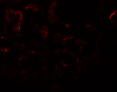 IF - SLAMF9 Antibody ASC11281