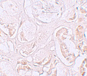 IHC - SLAMF9 Antibody ASC11281