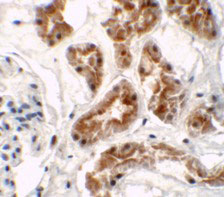 IHC - ZNF346 (CT) Antibody ASC11287