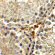 IHC - MEIG1 Antibody ASC11337