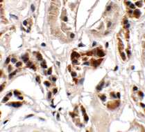IHC - UHRF1BP1 Antibody ASC11367