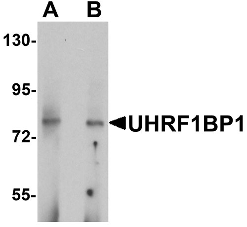 WB - UHRF1BP1 Antibody ASC11367