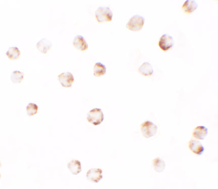 ICC - PIWI-L2 Antibody ASC11402