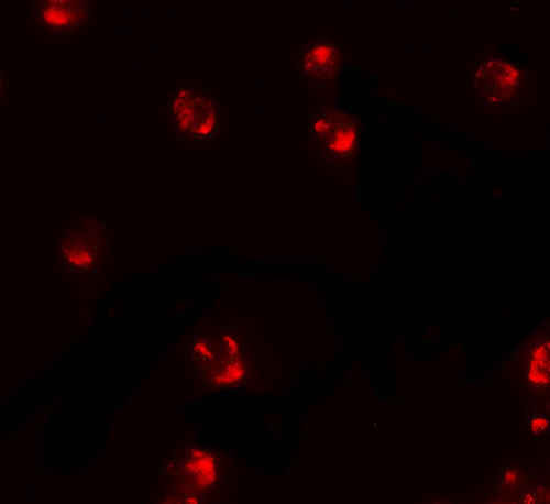 IF - PIWI-L2 Antibody ASC11402