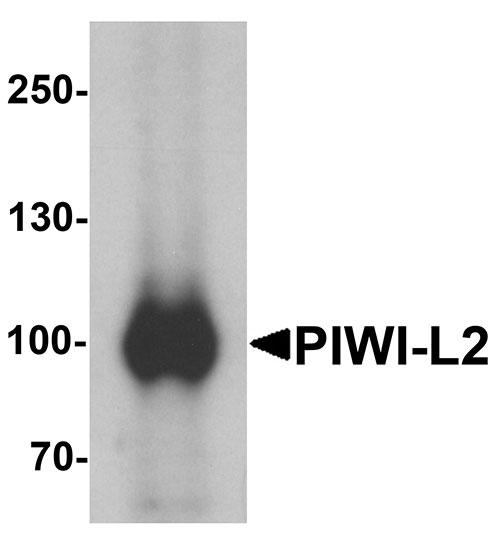 WB - PIWI-L2 Antibody ASC11402