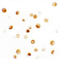 ICC - Thymopoietin Antibody ASC11407