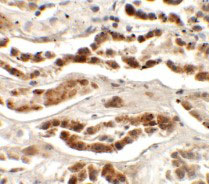 IHC - LZTS2 Antibody ASC11420