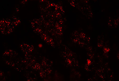 IF - NKX2-8 Antibody ASC11449