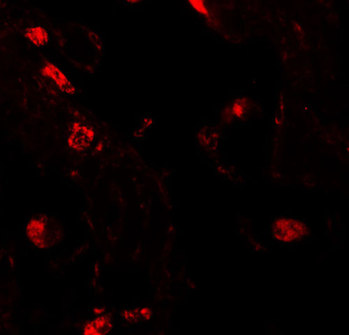 IF - RLP2 Antibody ASC11469