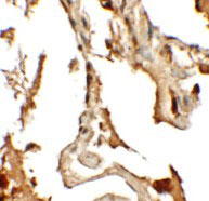 IHC - RLP2 Antibody ASC11469