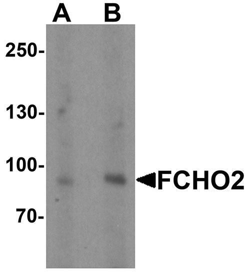 WB - FCHO2 Antibody ASC11488
