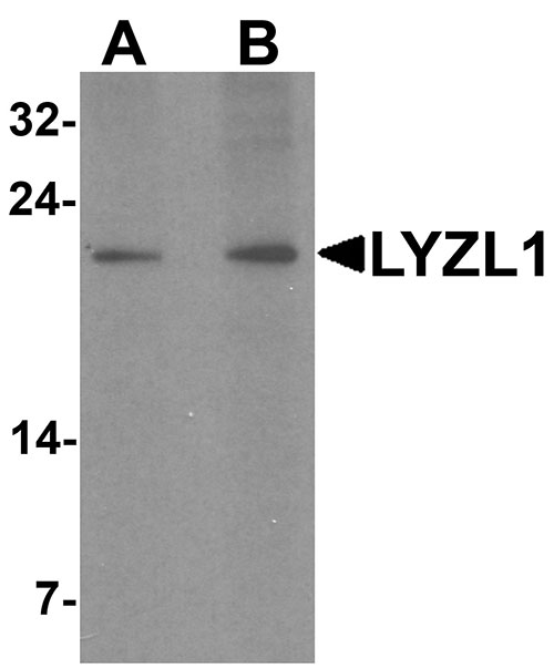 WB - LYZL1 Antibody ASC11515