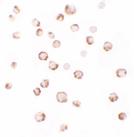 ICC - PHLPP2 Antibody ASC11541