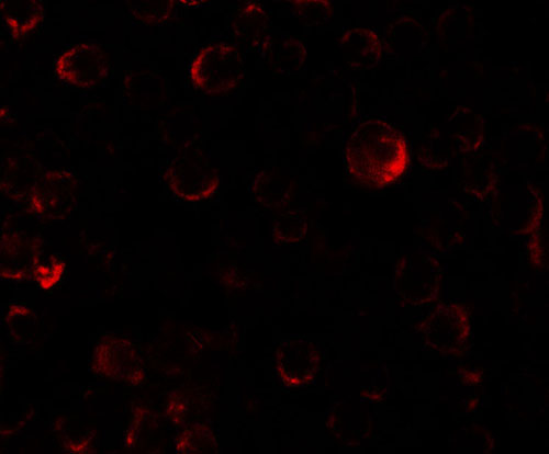 IF - PHLPP2 Antibody ASC11541